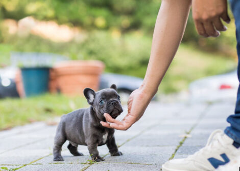 Carter Blue Micro Teacup Frenchie - Image 4