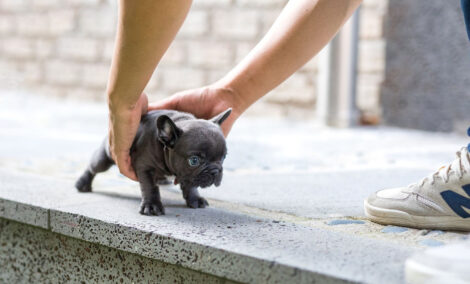Carter Blue Micro Teacup Frenchie - Image 5