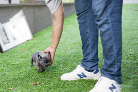 Carter Blue Micro Teacup Frenchie - Image 6