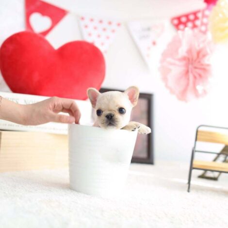 Fenty Mini Frenchie - Image 3