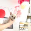 Fenty Mini Frenchie - Image 2