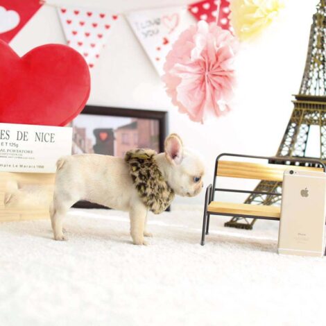 Fenty Mini Frenchie - Image 4