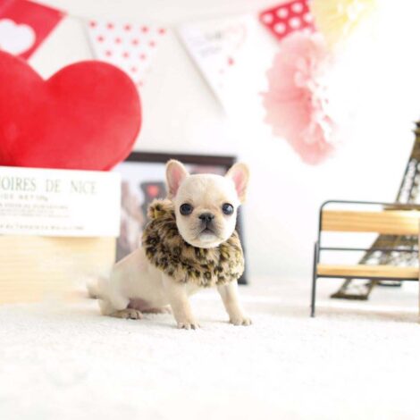 Fenty Mini Frenchie