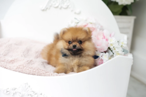 Olivia Micro Pomeranian