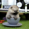 Isabella Teacup Pomeranian - Image 3