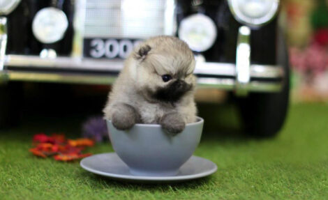Isabella Teacup Pomeranian - Image 3