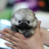 Isabella Teacup Pomeranian - Image 2