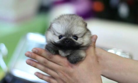 Isabella Teacup Pomeranian - Image 2