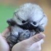 Isabella Teacup Pomeranian