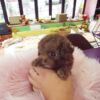 Dash Red Teacup Poodle - Image 4