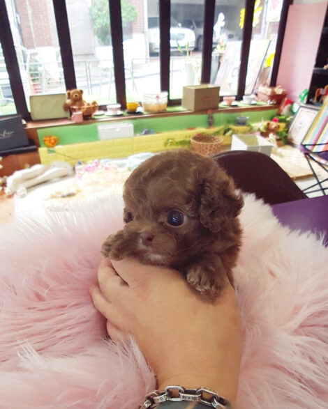 Dash Red Teacup Poodle - Image 4