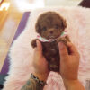 Dash Red Teacup Poodle - Image 5