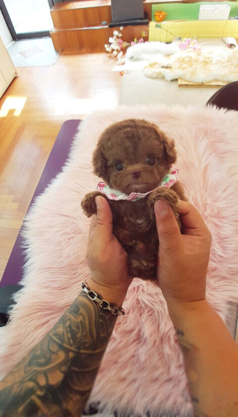 Dash Red Teacup Poodle - Image 5