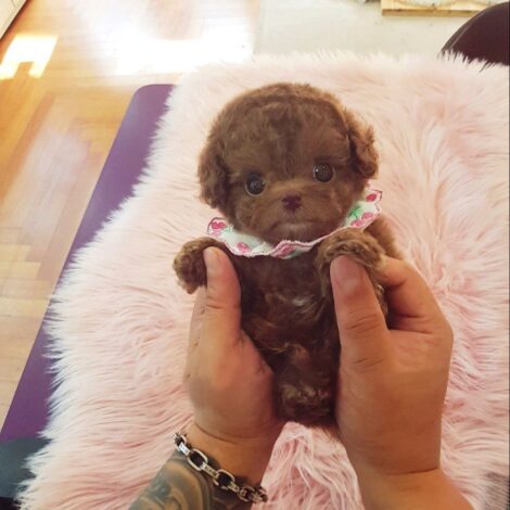 Dash Red Teacup Poodle