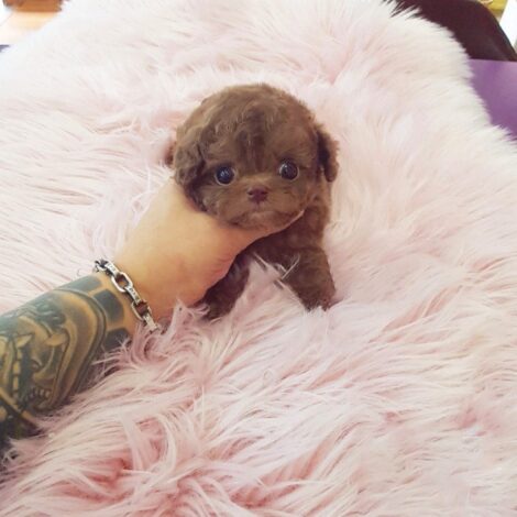 Dash Red Teacup Poodle - Image 2
