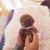 Dash Red Teacup Poodle - Image 3