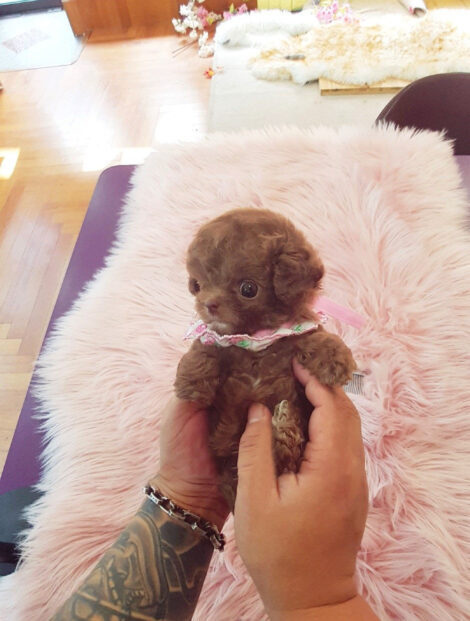 Dash Red Teacup Poodle - Image 3