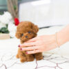 Bridget Red Micro Teacup Poodle - Image 8