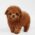 Noah Apricot Micro Poodle