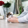 Fiona Teacup  Shih Tzu - Image 2