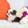Fiona Teacup  Shih Tzu