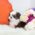 Fiona Teacup  Shih Tzu
