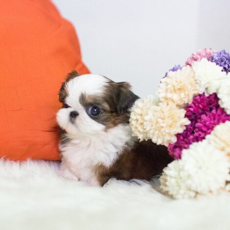 Fiona Teacup  Shih Tzu