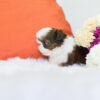 Fiona Teacup  Shih Tzu - Image 3
