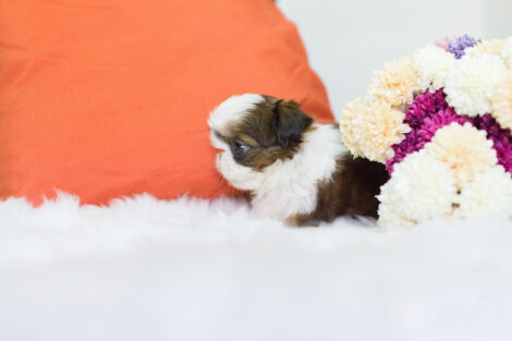 Fiona Teacup  Shih Tzu - Image 3