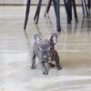Fossi Blue Teacup Frenchy