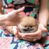 Benji Teacup Pomeranian