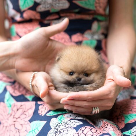 Benji Teacup Pomeranian
