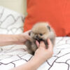Benji Teacup Pomeranian - Image 2