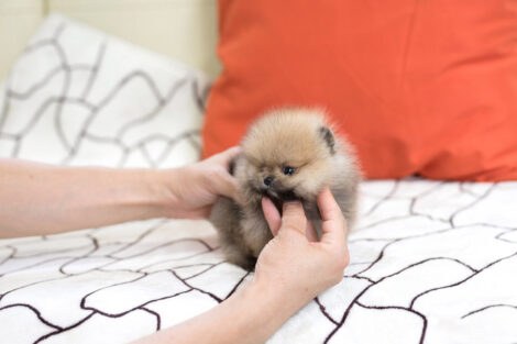 Benji Teacup Pomeranian - Image 2