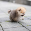 Benji Teacup Pomeranian - Image 3