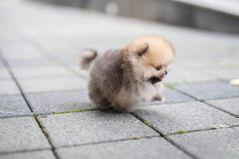 Benji Teacup Pomeranian - Image 3