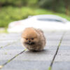 Benji Teacup Pomeranian - Image 4