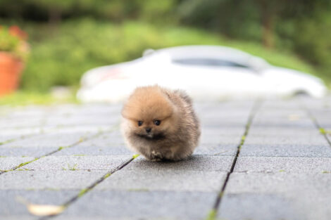 Benji Teacup Pomeranian - Image 4