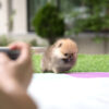 Benji Teacup Pomeranian - Image 5