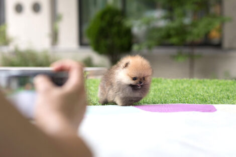 Benji Teacup Pomeranian - Image 5