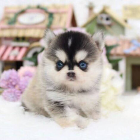 Kylie Teacup Pomsky - Image 3