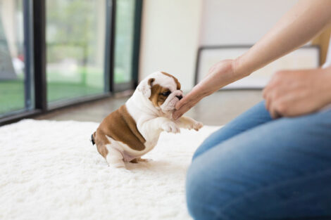 Ella Teacup English Bulldog - Image 8