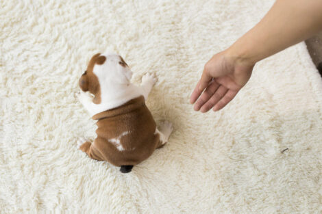 Ella Teacup English Bulldog - Image 2