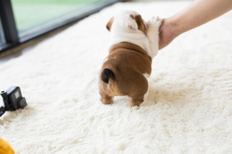 Ella Teacup English Bulldog - Image 3