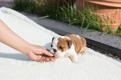 Ella Teacup English Bulldog - Image 4