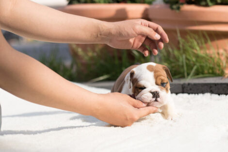 Ella Teacup English Bulldog - Image 5