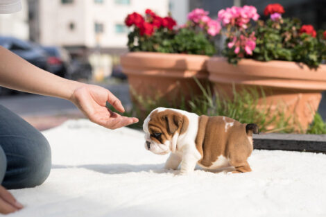 Ella Teacup English Bulldog - Image 6