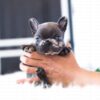 Bumble Teacup French Bulldog - Image 2