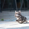 Bumble Teacup French Bulldog - Image 7