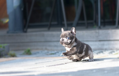 Bumble Teacup French Bulldog - Image 7